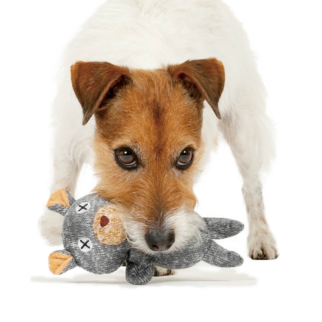 dogtoy image