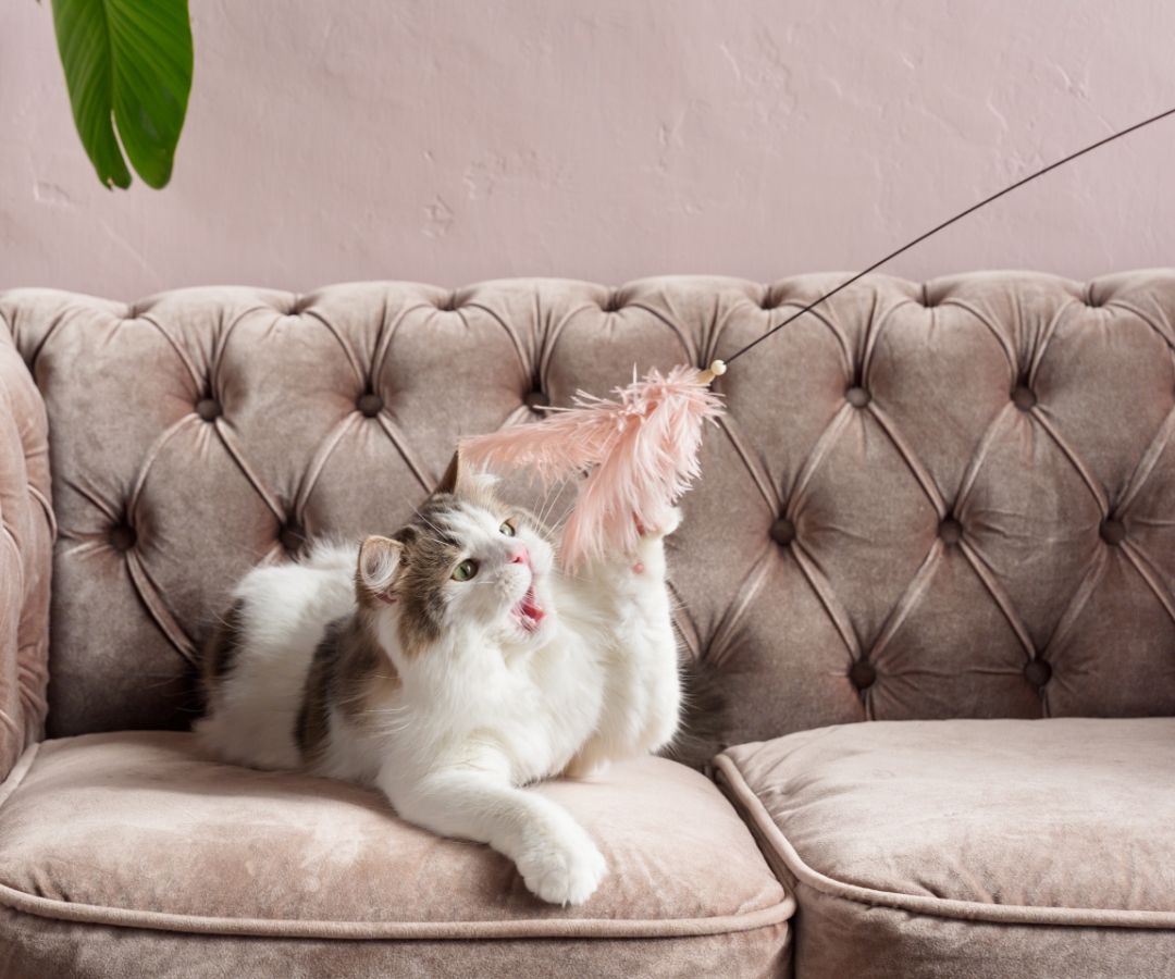 cattoy image